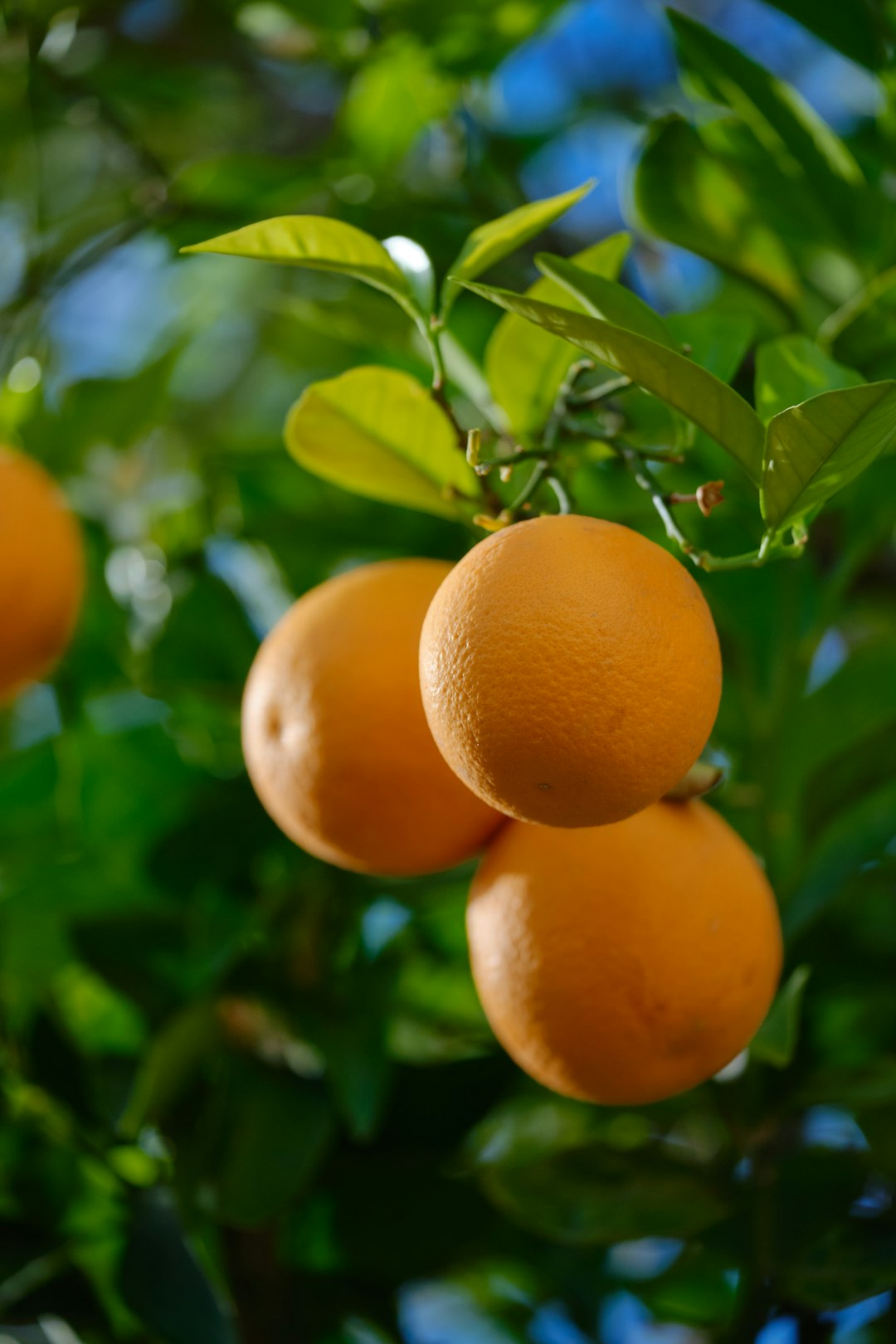 Ripe oranges on a backyard citrus tree in Phoenix